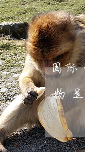 国际货物买卖合同(国际货物买卖合同的标的物是)