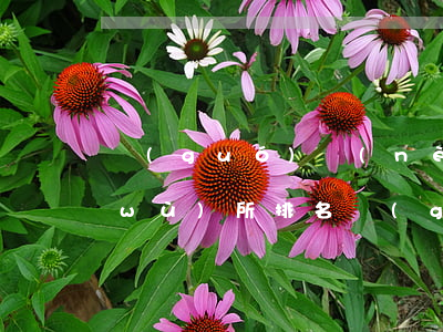 國(guó)內(nèi)八大律師事務(wù)所排名(國(guó)內(nèi)律師事務(wù)所排名前十位)