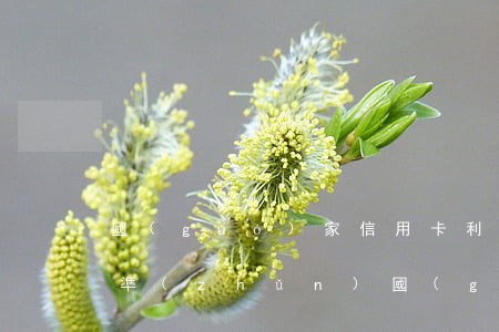 國(guó)家信用卡利息標(biāo)準(zhǔn)(國(guó)家信用卡利息標(biāo)準(zhǔn)最新)