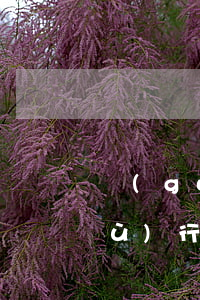 國(guó)際環(huán)境保護(hù)行政合作機(jī)制研究