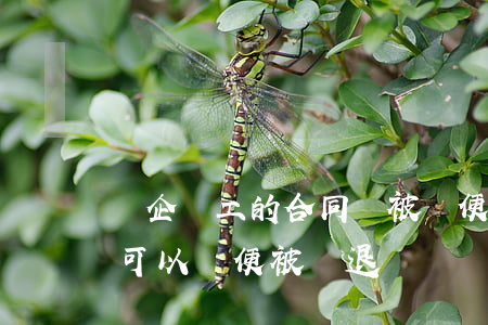 國企員工的合同會被隨便開除嗎(國企合同工可以隨便被辭退嗎)