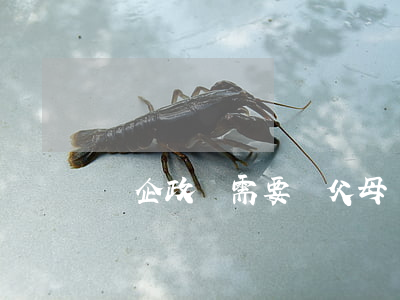國企政審需要審父母嗎(國企政審需要審父母嗎)