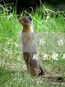 國外對信用卡逾期是怎么處理的-國外對信用卡逾期是怎么處理的呢