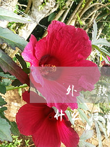 國外貸款逾期的法律后果(欠銀行貸款到國外什么后果)