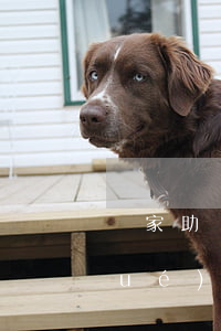 國家助學(xué)貸款逾期4次(助學(xué)貸款逾期42次性質(zhì))