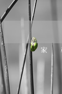 國家勛章可以用于營利性活動嗎