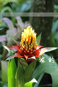 國家的償賠責(zé)任是什么