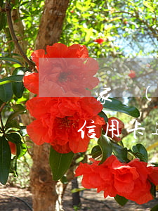 國家規(guī)定信用卡逾期條例(國家對信用卡逾期最新規(guī)定)