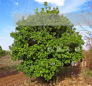 國慶信用卡逾期會(huì)上征信嗎(節(jié)假日信用卡逾期會(huì)上征信嗎)
