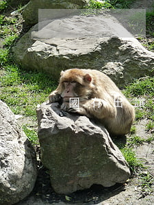 國有出讓和國有劃撥的區(qū)別