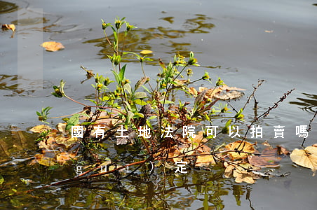 國有土地法院可以拍賣嗎(國有土地拍賣規(guī)定)