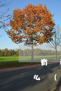 國有門面收回有補(bǔ)償嗎(門面征收怎么補(bǔ)償)