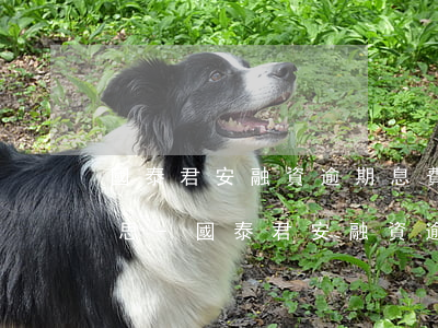 國泰君安融資逾期息費(fèi)是什么意思-國泰君安融資逾期息費(fèi)是什么意思啊