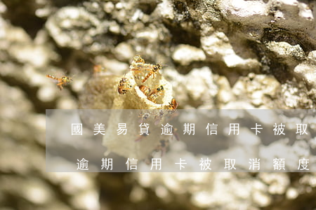 國美易貸逾期信用卡被取消額度了 國美易貸逾期信用卡被取消額度了