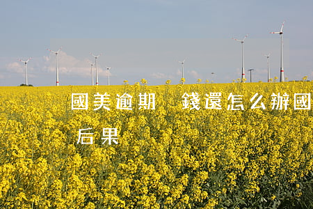 國美逾期沒錢還怎么辦(國美借款不還有什么后果)