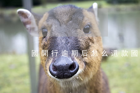 國開行逾期后怎么還款(國開行利息還款時間)