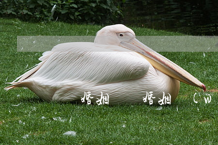 國際婚姻，國際婚姻網(wǎng)站哪個好