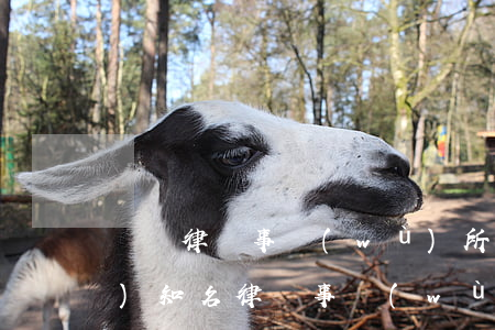 國際律師事務(wù)所排名(國內(nèi)知名律師事務(wù)所排名)