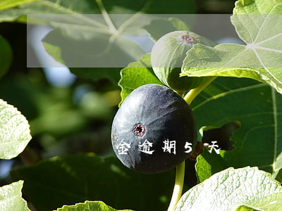 圓夢金逾期5天