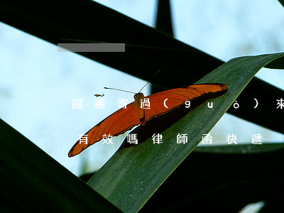 圓通寄過(guò)來(lái)的律師函有效嗎(律師函快遞)