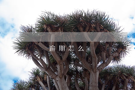 圖書逾期怎么處罰(圖書逾期怎么處罰)