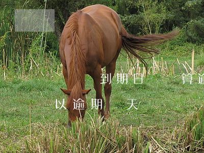圖書館到期日還書算逾期嗎(圖書館借的書可以逾期幾天還)