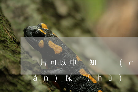 圖片可以申請知識產(chǎn)權(quán)保護(hù)嗎