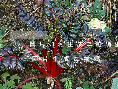 圖片如何生成二維碼生成器(什么軟件可以把圖片生成二維碼)