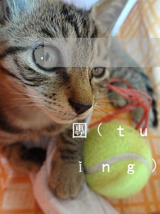 團(tuán)伙案件單獨(dú)請(qǐng)律師可以不(律師可以私自接案嗎)