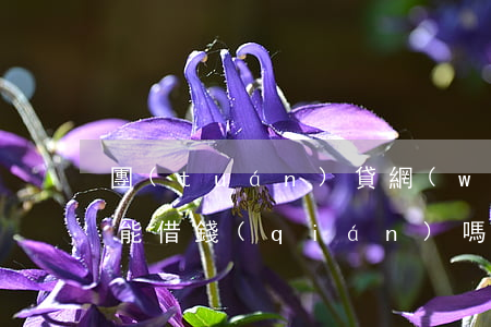 團(tuán)貸網(wǎng)逾期了還能借錢(qián)嗎(有逾期也可以借的網(wǎng)貸)