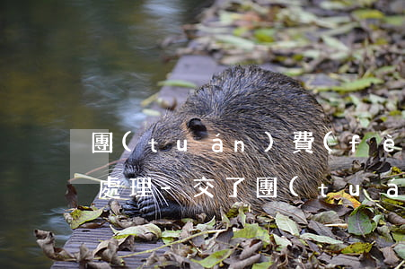 團(tuán)費(fèi)逾期未交怎么處理-交了團(tuán)費(fèi)顯示未交