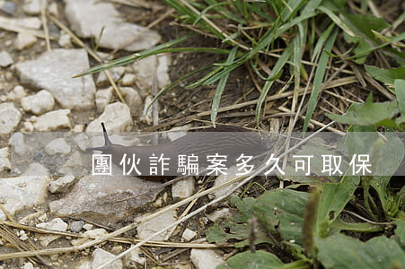 團伙詐騙案多久可取保