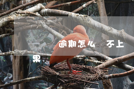 團貸網逾期怎么還不上(團貸網最好的處理結果)