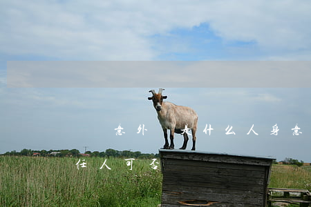 團體意外險是什么（人身意外險與交通事故責任人可否雙賠）