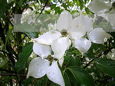 土地使用權(quán)及開發(fā)權(quán)轉(zhuǎn)讓協(xié)議樣本