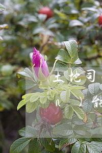 土地司法拍賣可以買嗎(土地租賃權(quán)能否司法拍賣)
