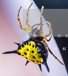 土地承包经营权不能继承吗(继承法关于土地承包经营权)
