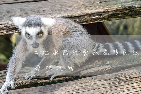 土地承包经营权流转(民法典农村土地承包经营权流转)
