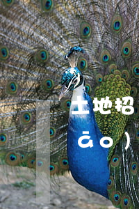 土地招標(biāo)辦法對于招標(biāo)流程怎么規(guī)定