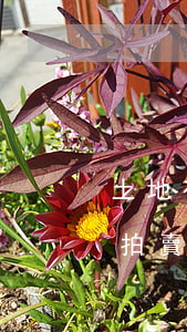 土地有違法建筑可以拍賣嗎(土地使用權可以拍賣嗎)