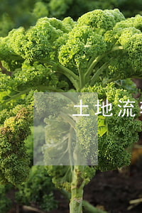 土地流转有哪些常见方式
