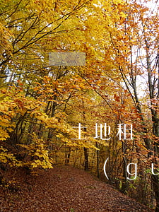 土地租賃合同能繼承嗎(租賃合同繼承的法律規(guī)定)