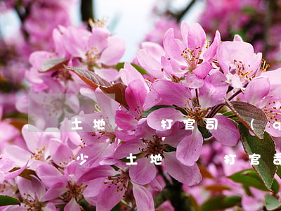 土地糾紛打官司請(qǐng)律師需要多少錢(土地糾紛打官司請(qǐng)律師需要多少錢)