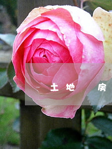 土地證房產(chǎn)證申請書寫法范例