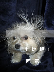 土地轉(zhuǎn)包是否需要原承包者同意