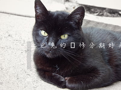 土巴兔的裝修分期好弄嗎（土巴兔分期免息）