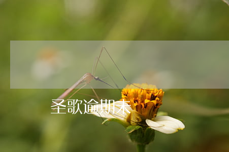 圣歌逾期未歸