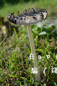 在app上被騙了錢如何處理，在app上被騙了錢如何處理要是在國外怎么辦