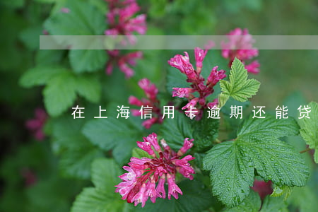 在上海信用卡逾期还能贷款吗