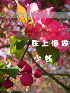 在上海做律师一个月多少(在上海找律师要多少钱)